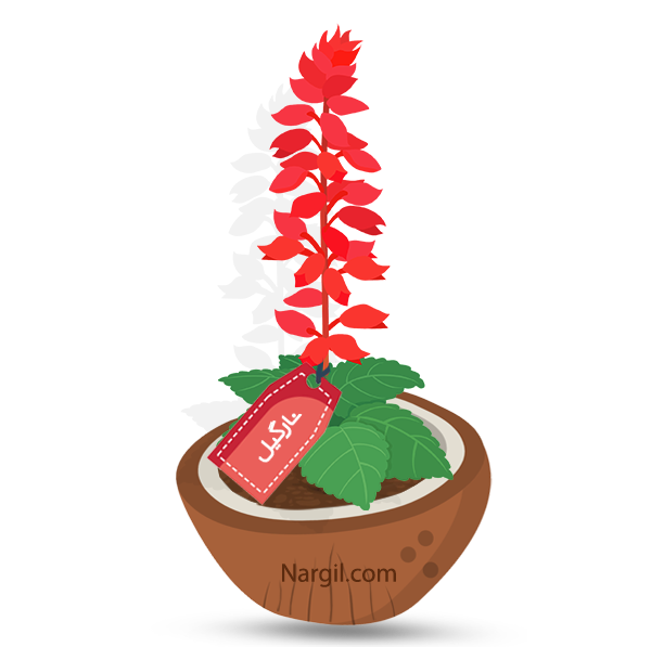  Nargil - Scarlet Sage